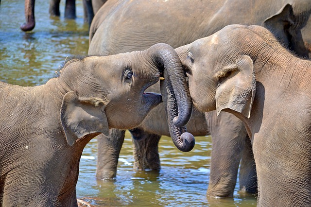 mladí sloni